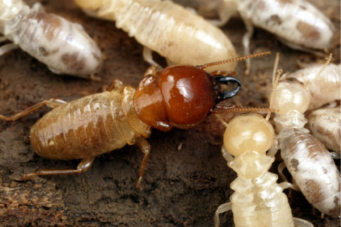 termite queen and her workers