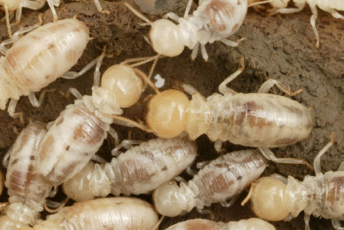 group of termites
