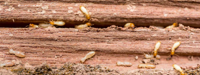 The damage done to timber eaten by white ants